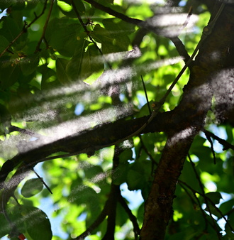 DSC_8790.JPG
