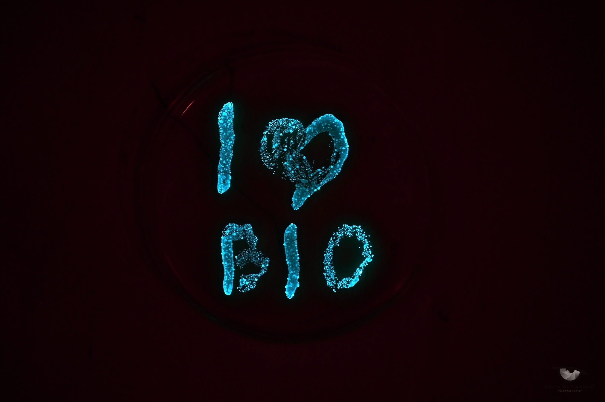 Bioluminiscenční bakterie